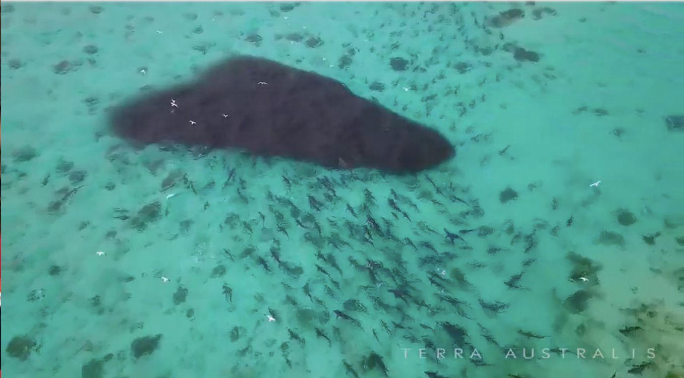 Terra Australis film the biggest Shark feeding frenzy ever in Western Australia