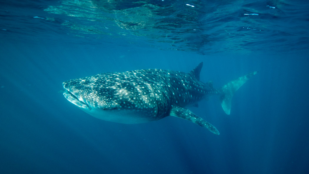 Terra Australis joins government researchers on whale shark research