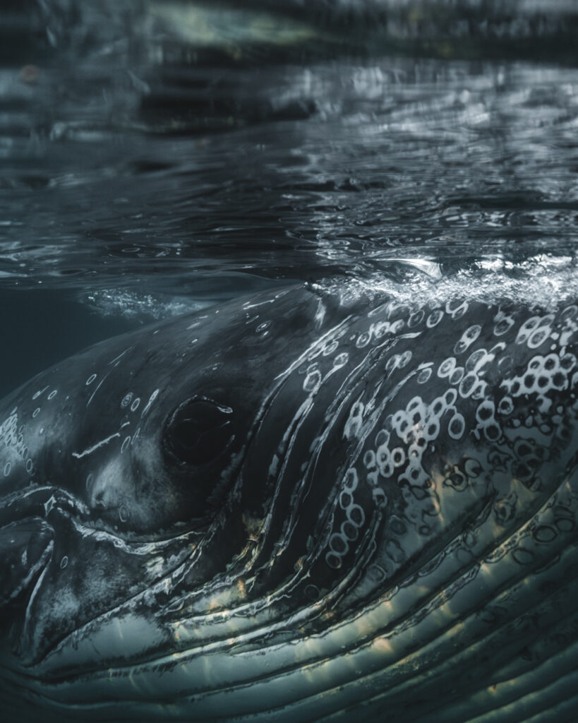 COM_9875-Enhanced-NR